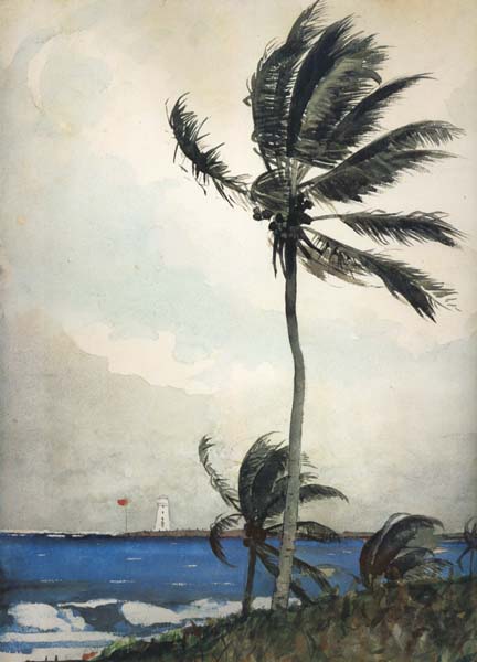 Palm Tree,Nassau (mk44)